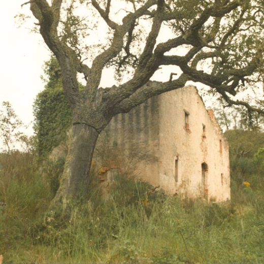 els Avellaners