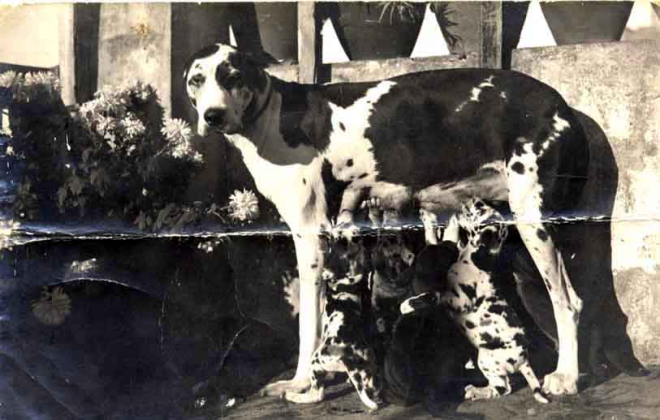 Retrat d'una gossa Dogo amb els seus cadells