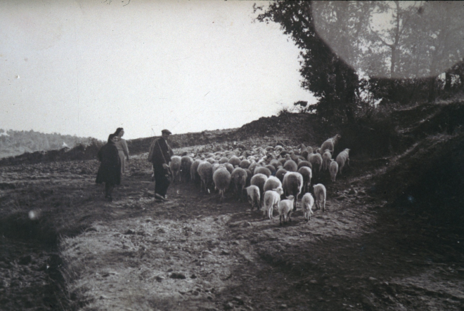 L'avi Ribas amb les ovelles l'any 1940, era el sogre d'en Miquel Ruscalleda de la Carniceria de Ca la Marina.