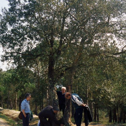 Grup d'integrants del Taller d'Història dedicats a la recerca d'espècies botàniques per a la confecció d'un llibre sobre el tema.

A la foto Lluís Jordana, Martí Tomàs, Lluís Lluis, Narcís Munsó observant una parella de suros bessons.