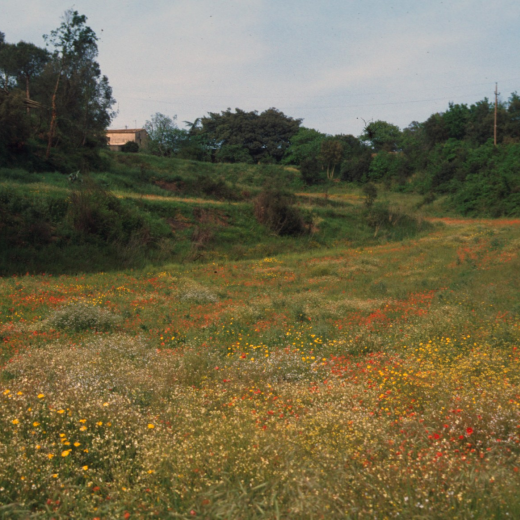 Un camp florit de Martorell a la primavera de 1996
