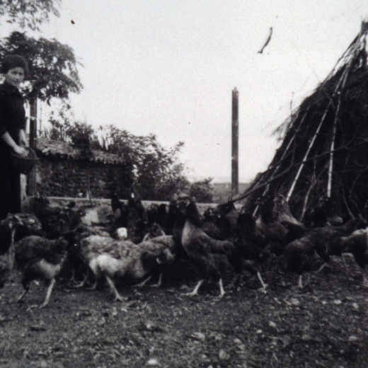 La Dolors Pascual de l'antiga masia Can Tomàs quan era una casa de pagès en plena activitat, donant menjar a les gallines. 

Avui la casa ha estat transformada en restaurant recuperant l'antic nom de Palau de Foixà.