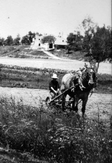 En Josep Presas segant herba amb una màquina delladora tirada per un cavall.