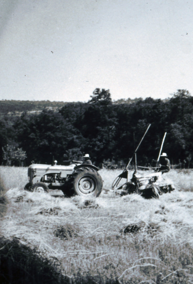 En Josep Presas i en Lluís Sureda en la tasca de la sega del blat amb una màquina lligadora tirada per un tractor.