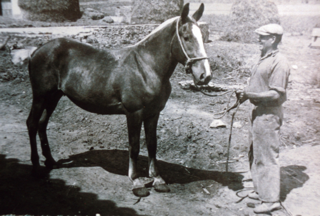 En Lluís Munsó amb un dels últims cavalls que va tenir per treballar la terra.