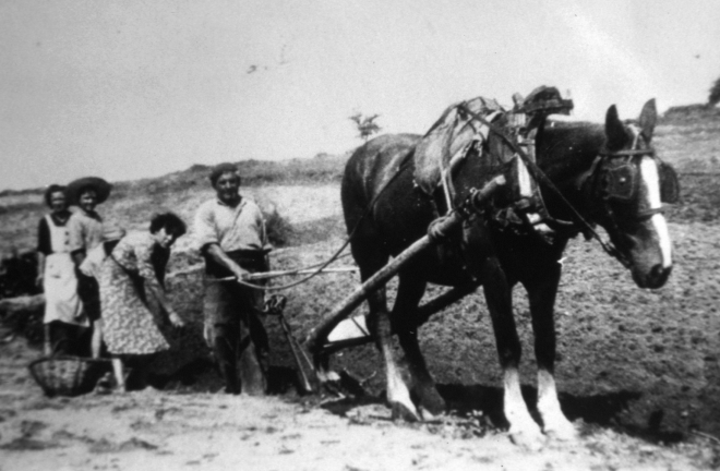 En Lluís Munsó Esqueu llaurant amb el cavall acompanyat de la seva família.