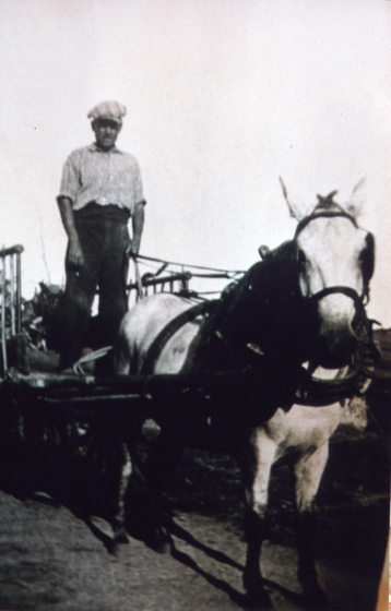 En Lluís Munsó dalt del carro tirat per un cavall blanc que tingué durant molts anys.