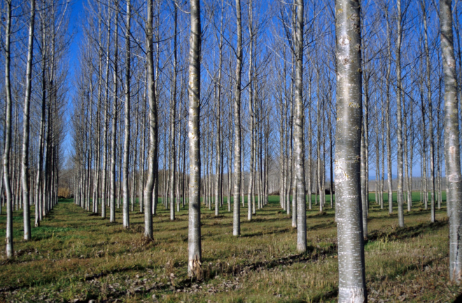 Detall de'una plantació d'arbres per fusta de la varietat canadà o M-X que es pot veure en el paratge l'Estany del terme municipal de Sils, però que la major part és propietat de gent de Maçanet.