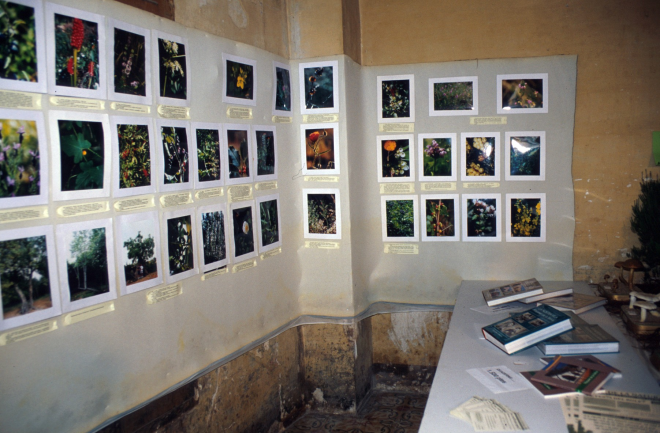 Detall de la festa-exposició de bolets que tingué lloc l'any 1996 al local de la casa vella de Ca l'Ubà.