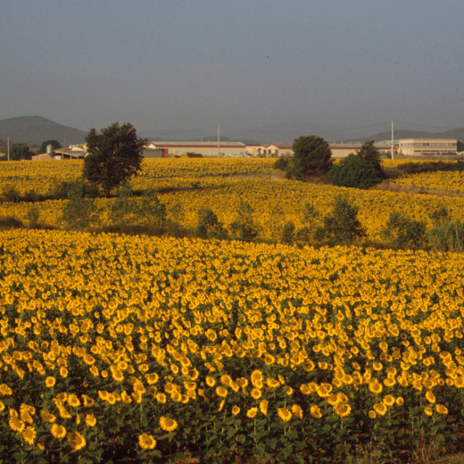 Un camp de girasols florit al costat de les naus de la fàbrica TRETY SA i al fons el turó de Montbarbat.