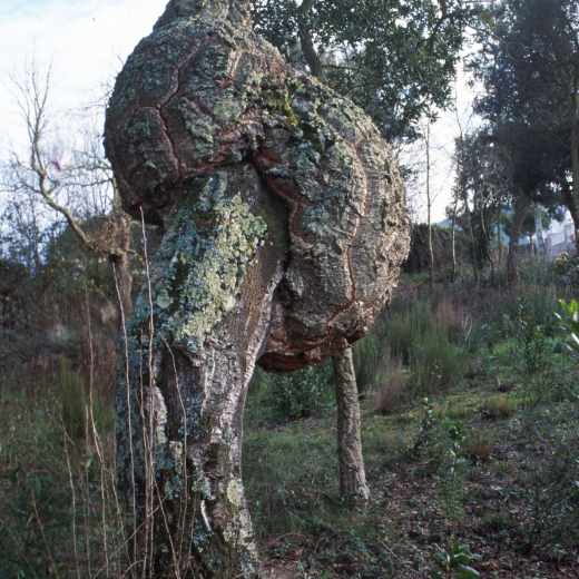 Detall d'un suro que ha crescut d'una manera molt original.