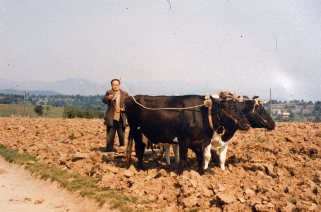 En Gabriel Roura, l'últim pagès de Maçanet que treballava amb vaques.