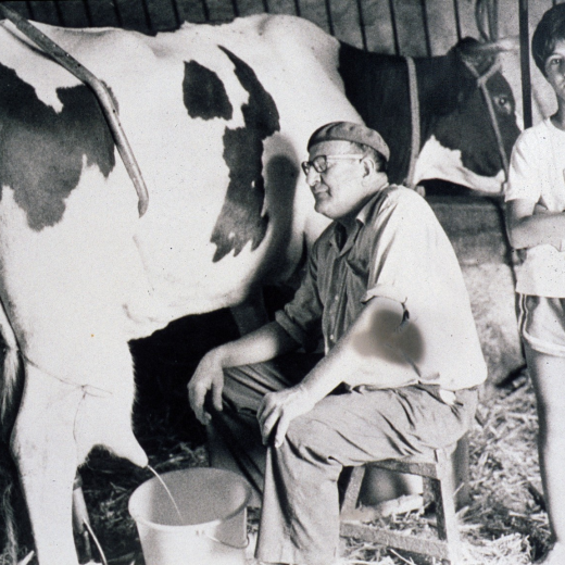 Foto d'Enric Bou munyint una vaca a la seva granja de Ca l'0ller.