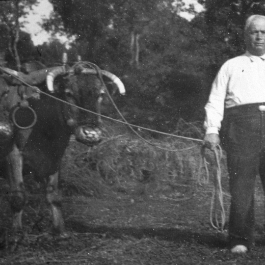 En Josep Nadal Torrent amb un parll de vaques junyides a punt per anar a llaurar