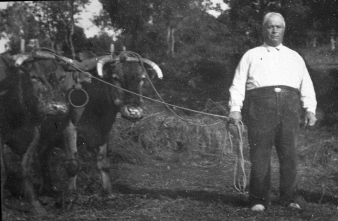 En Josep Nadal Torrent amb un parll de vaques junyides a punt per anar a llaurar