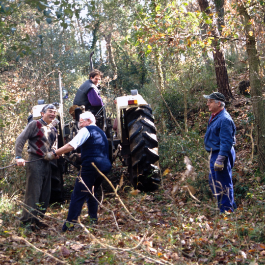 En Xavier Roura amb el tractor arrossegant un roure del bosc d'en Martí Tomàs que servirà per construir el 