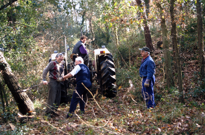 En Xavier Roura amb el tractor arrossegant un roure del bosc d'en Martí Tomàs que servirà per construir el 