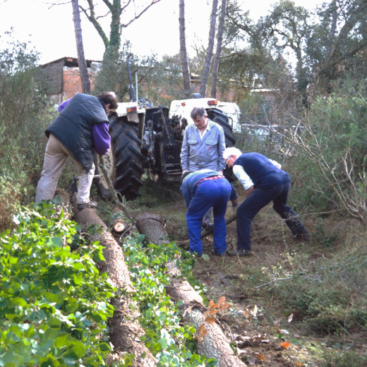 Xavier Roura, Joaquim Roca, Xavier Vergés i Martí Tomàs treballant en la feixuga tasca de treure del bosch els roures que havien de servir per recontruir el 