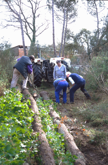 Xavier Roura, Joaquim Roca, Xavier Vergés i Martí Tomàs treballant en la feixuga tasca de treure del bosch els roures que havien de servir per recontruir el 