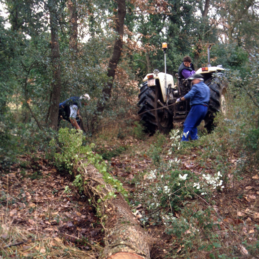 Treballs de desemboscar els roures tallats al bosc de Martí Tomàs que han d'esser preparats i adequats per servir de bigues de suport del nou cor de la capella de Sant Jordi. En Xavi Roura amb el seu tractor i en Xavier Vergés i en Martí Tomàs en plena tasca.