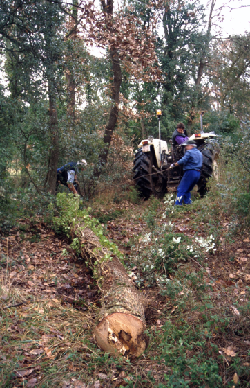 Treballs de desemboscar els roures tallats al bosc de Martí Tomàs que han d'esser preparats i adequats per servir de bigues de suport del nou cor de la capella de Sant Jordi. En Xavi Roura amb el seu tractor i en Xavier Vergés i en Martí Tomàs en plena tasca.