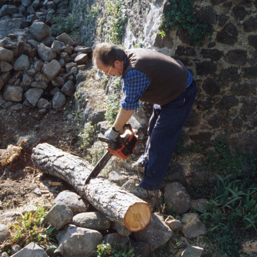 En Josep Panosa arrossegant uns troncs de pi que va ser necessari retirar per a fer possible la reconstrucció dels murs del fossar del Castell de Torcafelló