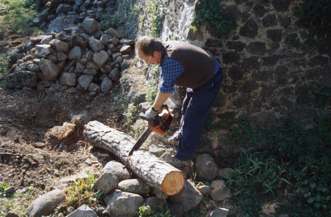 En Josep Panosa arrossegant uns troncs de pi que va ser necessari retirar per a fer possible la reconstrucció dels murs del fossar del Castell de Torcafelló