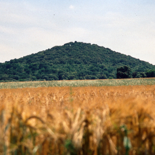 Des del pla de Vila, vista del turó de Sant Jordi amb la ufanosa capa de bosc que el vesteix i que tapa fins la vista de les restes del castell de Torcafelló