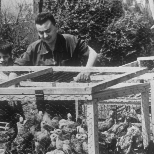 En Lluís Tornil l'any 1960 quan es dedicava a criar pollets