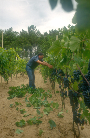 En Joan Martí, de cal Carboner, cuidant els ceps de la vinya.