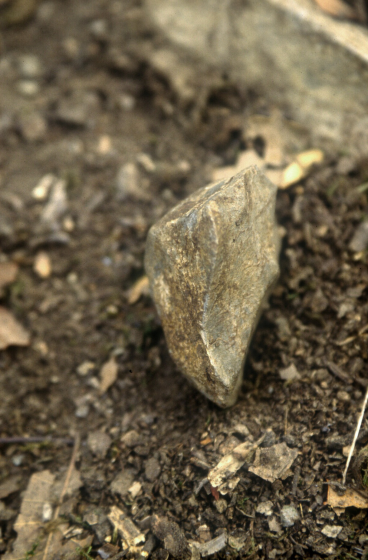 Una pedra trobada a les excavacions de Puigmari.