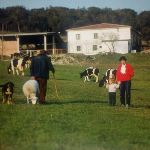 La línia Cal Oller. En primer terme i d'esquerra en Josep Bou amb el bastó i un xai i la Montse Bou amb la seva filla Roser. Al fondo, les vaques pasturant.
