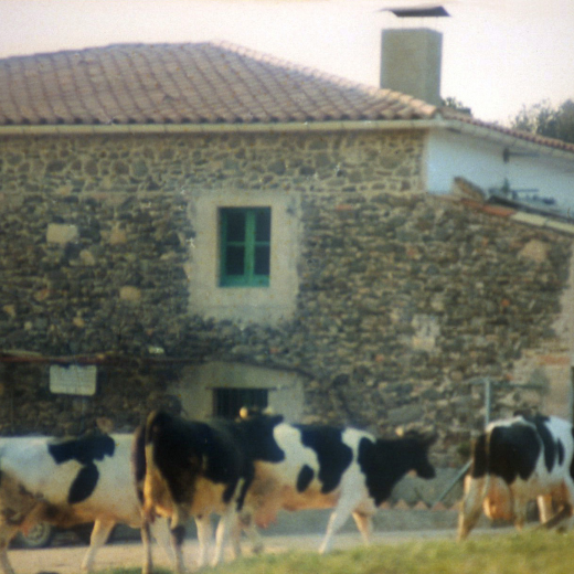 La casa Cal Oller amb les vaques entrant a la quadra.