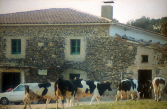 La casa Cal Oller amb les vaques entrant a la quadra.