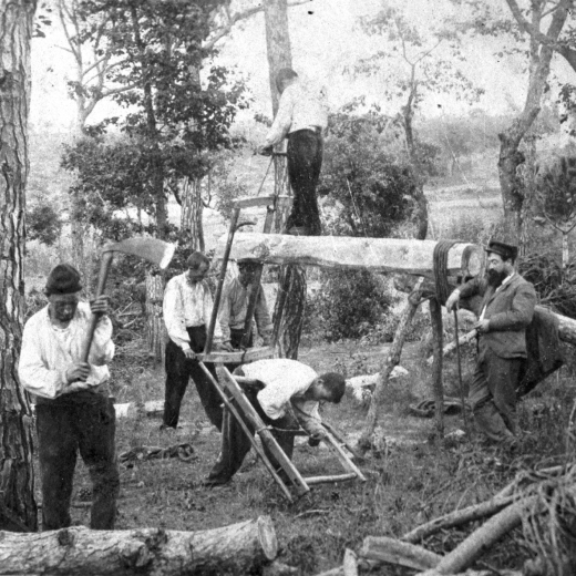 La brigada d'en Trinxeria en plena tasca de tallar i serrar planes amb la mirada de l'amo el Sr. Francisquet.