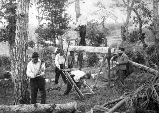 La brigada d'en Trinxeria en plena tasca de tallar i serrar planes amb la mirada de l'amo el Sr. Francisquet.