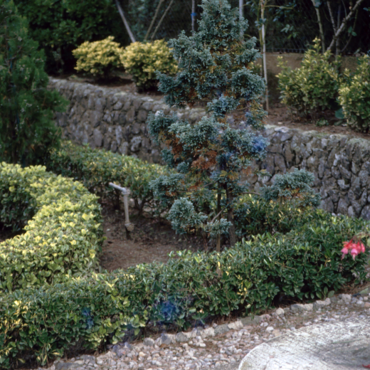 Detall d'un jardí construït al Residencial Park per en Joan Fàbregas.