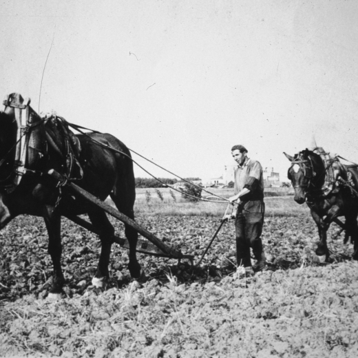 Josep Artigas i Pere Raset llaurant amb l'arada plana