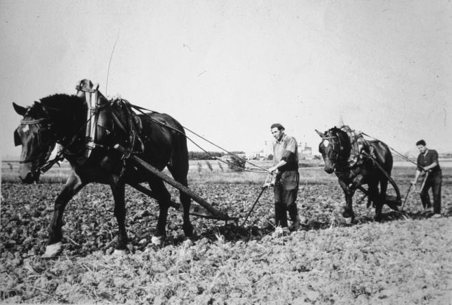 Josep Artigas i Pere Raset llaurant amb l'arada plana