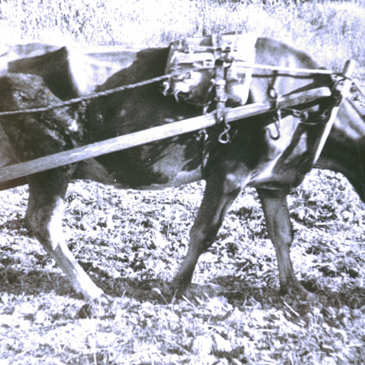 Una vaca llaurant.