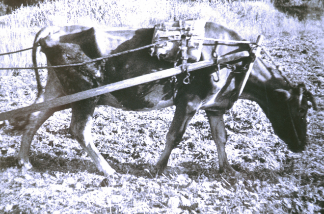 Una vaca llaurant.