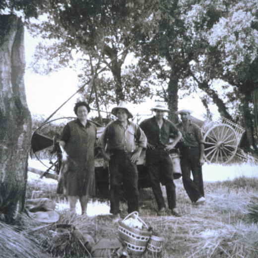 Treballs de la sega a Can Sureda el juny de 1962.

Maria Sarrà, Lluís Prats, Josep Bancells i Llorenç Prats.