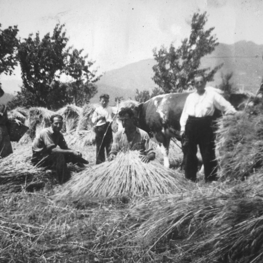 Una família de pagesos a la recollida del blat per batre, escampant el blat per l'era on era trepitjat repetidament pel bestiar, cavalls i vaques fins que es podia separar el gra de palla.

Era una feina molt laboriosa però no hi havia cap altre sistema fins que va arribar la mecanització cap els anys 30.