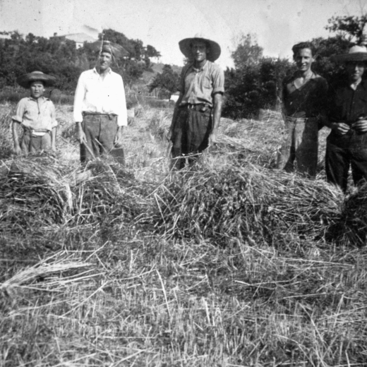 La sega a Can Raurell el juny de 1955.

El zagal Josep Ruscalleda, l'Esteve Xarbau, en Josep Reyner, en Francesc Reyner i en Manel Reyner.

Al fons, la casa Can Raurell desapareguda als anys 90