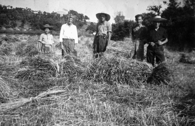 La sega a Can Raurell el juny de 1955.

El zagal Josep Ruscalleda, l'Esteve Xarbau, en Josep Reyner, en Francesc Reyner i en Manel Reyner.

Al fons, la casa Can Raurell desapareguda als anys 90