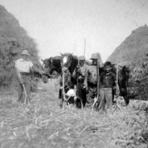 La família Tomàs en les tasques de batre amb el sistema antic. Fent corre els cavalls per sobre el blat escampat per l'era.
