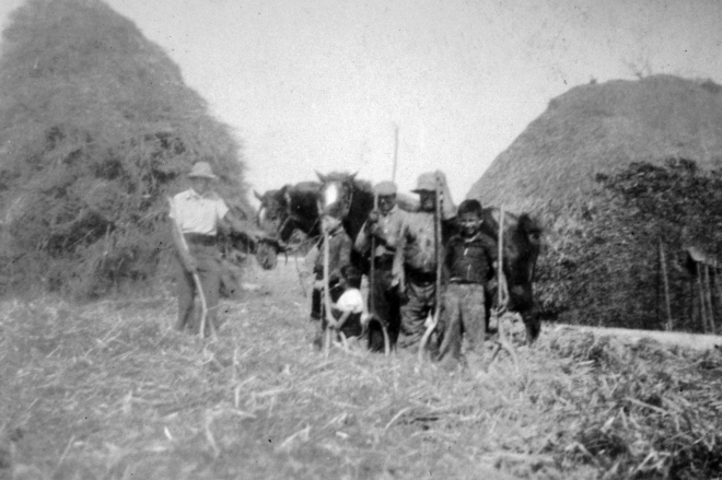 La família Tomàs en les tasques de batre amb el sistema antic. Fent corre els cavalls per sobre el blat escampat per l'era.