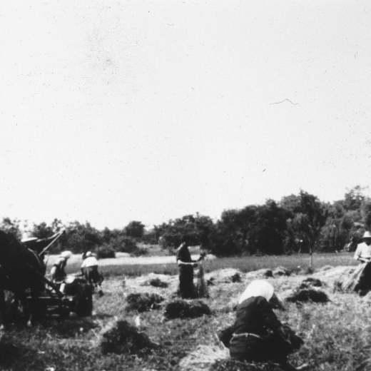 La sega a Can Raurell el juny de 1955.

Segant amb la màquina en Manel Reyner, drets en Josep Reyner i l'Esteve Xarbau i asseguda al damunt d'una garra de Dolors Tarrés.