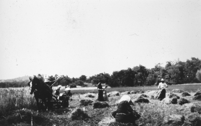 La sega a Can Raurell el juny de 1955.

Segant amb la màquina en Manel Reyner, drets en Josep Reyner i l'Esteve Xarbau i asseguda al damunt d'una garra de Dolors Tarrés.