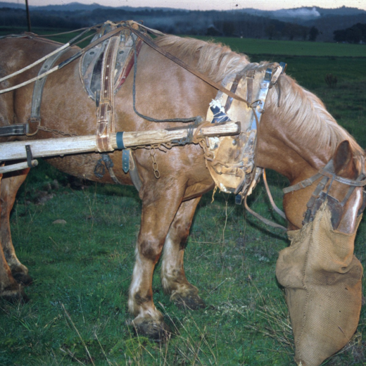 El cavall d'en Miquel Ferrer Nou atipant-se de forratge.
